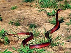 Cobra escupidora roja (Naja pallida)