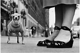 Elliott Erwitt - Untitled (Chihuahua), New York City, 1946. : r ...