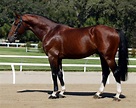 Cavalo Holsteiner | Warmblood horses, Blue roan horse, Horses