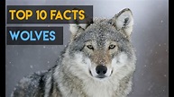 10 Interesting Facts about Wolves - YouTube
