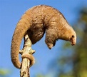 Silky Anteater Facts, History, Useful Information and Amazing Pictures