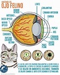 consumo título Que anatomia del ojo animal manual Complejo Saludo