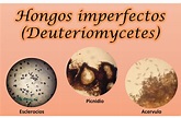 Hongos imperfectos (Deuteromycetes) — Hive
