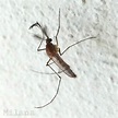 Insetologia - Identificação de insetos: Mosquito Macho no Paraná