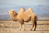 Camels - Wild Animals News & Facts