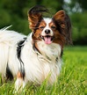 Papillon Dog Information Center - Breed Traits and Care Guide