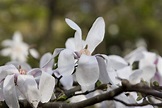 Magnolias at the Fomin Botanical Garden - Peru - Blog about interesting ...