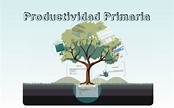 Productividad Primaria by Lee Alejandro on Prezi