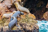 Lobos marinos sudamericanos relajándose en las rocas de las islas ...
