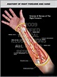 Muscles Of The Arm And Hand Classic Human Anatomy In