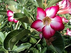A Rosa-do-deserto e suas cores - PlantaSonya - O seu blog sobre cultivo ...