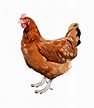 How To Draw A Realistic Chicken