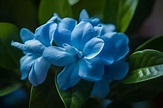 Blue Gardenia Flower Meaning, Symbolism & Spiritual Significance ...