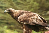 Aquila chrysaetos - Wikipedia, la enciclopedia libre