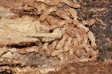 Help! How Do I Stop Termites from Swarming In My Yard? Top 5 Tips