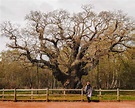 The Major Oak Sherwood Forest Facts - The Ultimate Guide