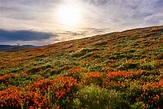 Foto Kalifornien USA Lancaster Natur Mohn Felder Morgendämmerung und