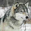 Lobo cinzento 🐺 | Grey wolf, Wolf photos, Siberian husky