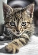 Kitten Cat Cute - Free photo on Pixabay - Pixabay