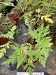 Ambrosia peruviana Willd., Wormwood (World flora) - Pl@ntNet identify