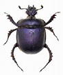 GEOTRUPIDAE | uk beetles