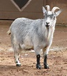 File:African Pygmy Goat 005.jpg - Wikimedia Commons
