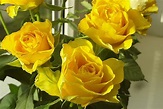 The Meaning and Types of Yellow Roses Bouquet | Blog FlowerAdvisor