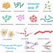 Image result for images of bacteria with names | Bacteria types, Common bacteria, Microbiology