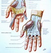 Die Anatomie der Hand verstehen | Health Life Media