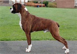 Boxer - SpockTheDog.com