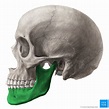 Mandíbula | Anatomia dos ossos, Crânio anatomia, Desenho corpo humano