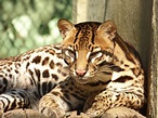 Guatemala Wildlife - Top 15 Animals to See | Travel ExpertaTravel ...