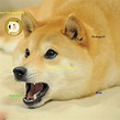 MLG DOGE!!! Oh! Shiba Inu, Bring Mich Zum Lachen, Dog Tracker, Trolls ...