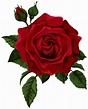 red rose transparent - Clip Art Library