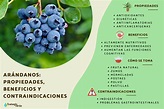 Arándanos: propiedades, beneficios y contraindicaciones - Guía completa