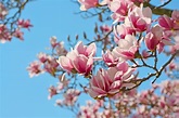 La magnolia, flor de encanto - 5 Septiembre