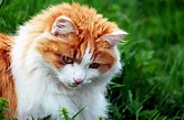Free picture: nature, grass, cute, animal, cat, kitten, young, feline, pet