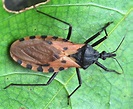 What Are Kissing Bugs?
