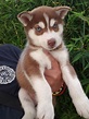 Husky Siberiano Cachorros Huskys Siberianos - $ 5,000.00 en Mercado Libre