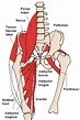Adductor muscles of the hip - Wikipedia