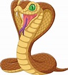 Cartoon king cobra snake on white background 7271004 Vector Art at Vecteezy