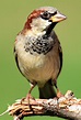 Sparrow | Songbird, Passerine, Urban Bird | Britannica