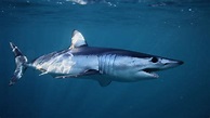 North Atlantic Shortfin Mako Sharks Need Strong Conservation Action Now ...