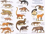 Todos estes Animais foram criados por Deus Brazil Animals, Fauna ...