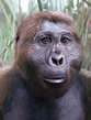 Paranthropus boisei, or Australopithecus boisei, was an early hominin ...