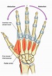 dorsal hand bone anatomy