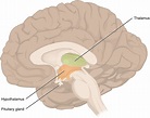 The Central Nervous System | Anatomy and Physiology I