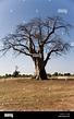 Baobab tree in the Niger inland delta Mali West Africa Stock Photo - Alamy