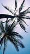 Via screensrandom on tumblr | Fotos de verano, Palmeras, Fondos de palmeras