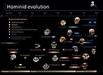 Timeline of hominid evolution | Visual.ly